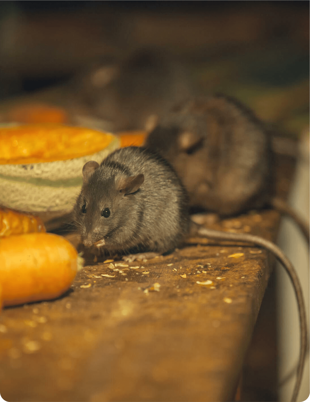 Rat Control - Nova Pest Solution Sdn Bhd